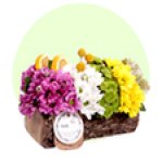 Papatya ve Gerbera