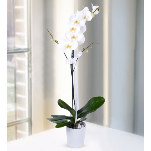 Tek Dallı Beyaz Orkide