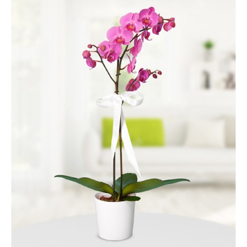 Tek Dallı Mor Orkide