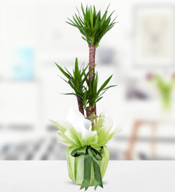 3lü Yucca Saksı