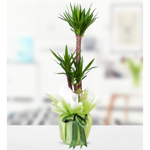3lü Yucca Saksı