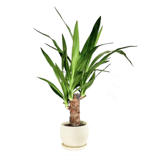 Tekli Yucca Saksı